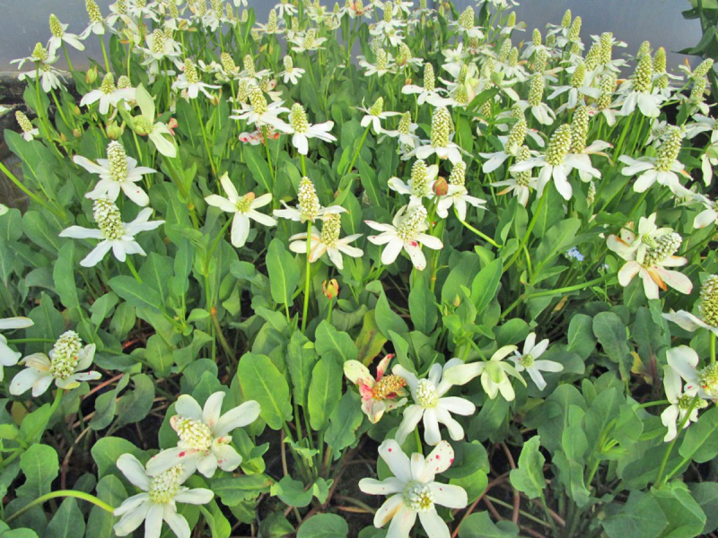 Preview: Scheinanemone - Anemopsis californica